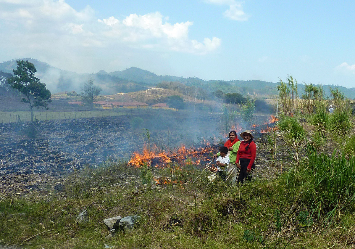 slash-and-burn-agriculture